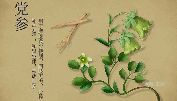 党参和黄芪的区别