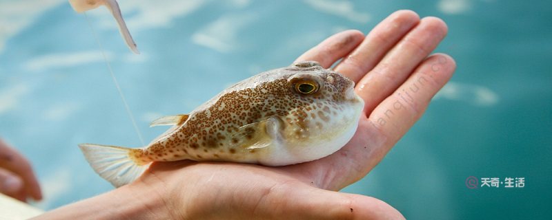 河豚是海里的还是河里的 河豚主要生活在哪里