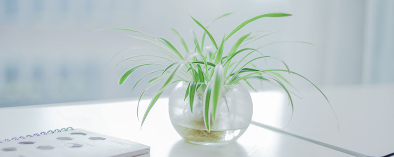 具有极强的空气净化功能有绿色净化器美称的室内植物是