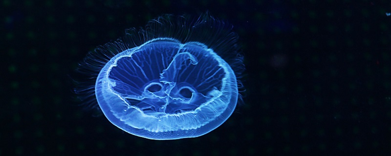 海蜇是腔肠动物吗