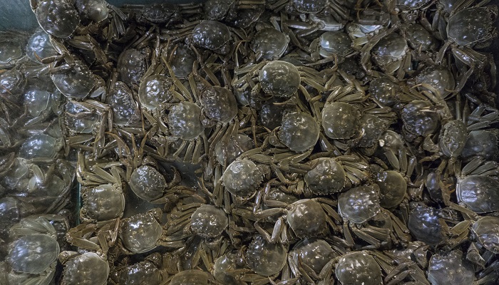 怎么保存活螃蟹 螃蟹怎么保存