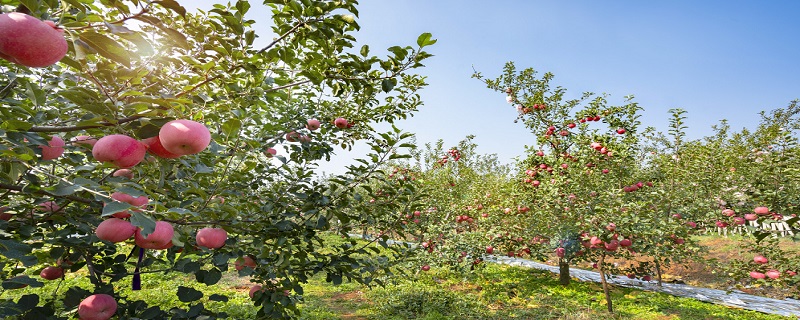 苹果的生长顺序