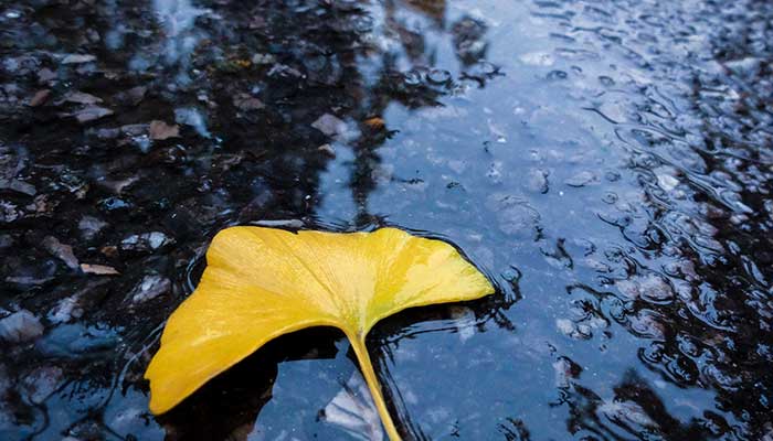 形容下雨天雨的声音句子