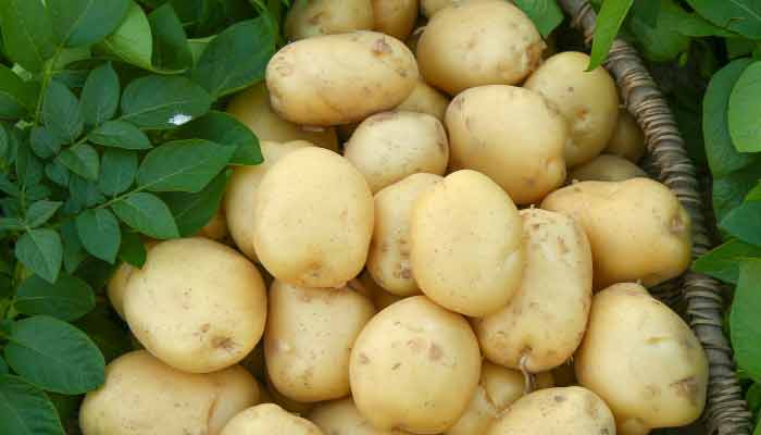 土豆是酸性还是碱性的