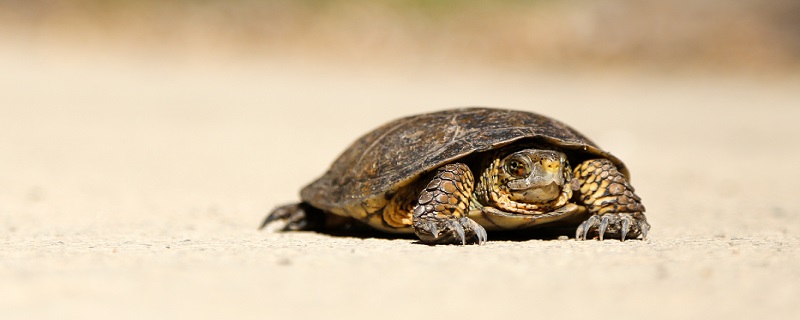 海龟的主要特征