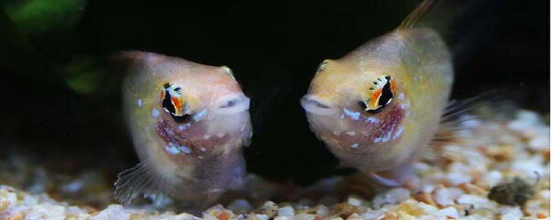 金波子鱼怎么区分公母
