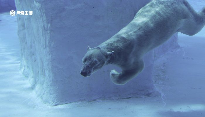 北极熊是几级保护动物