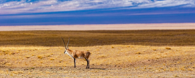 羚羊是几级保护动物 羚羊属于几级保护动物