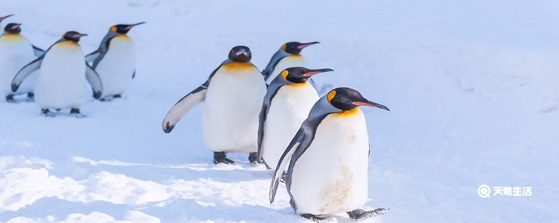企鹅是鸟类吗 为什么