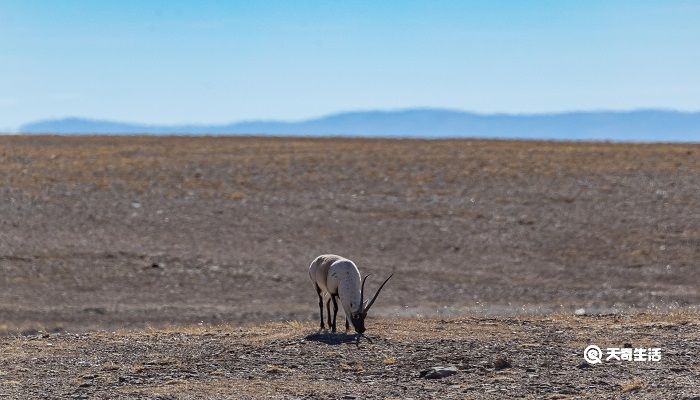 藏羚羊是一种什么的高原动物
