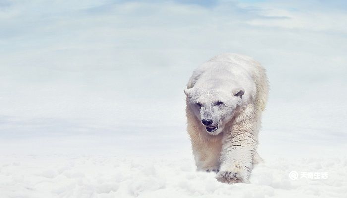 北极熊是几级保护动物