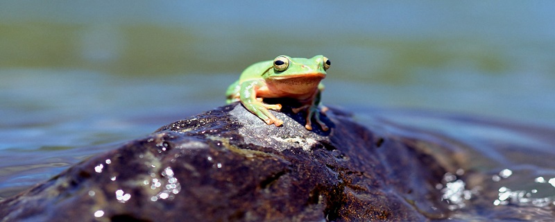 青蛙用什么呼吸的 青蛙用什么呼吸