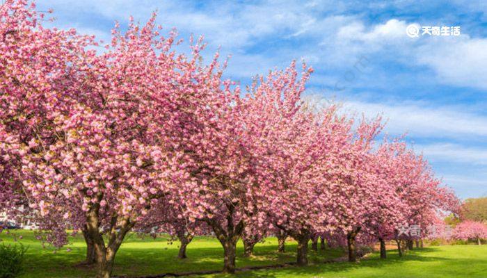 泉州市春季赏花去哪里