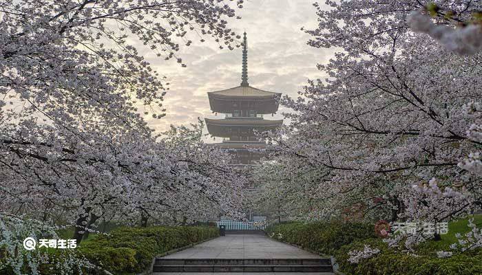 遵义市春季赏花去哪里