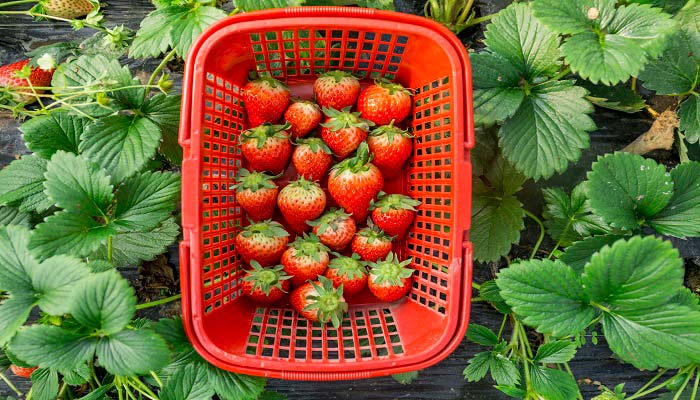 草莓施什么肥 草莓怎么施肥