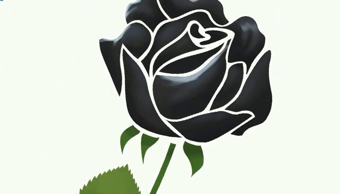 黑玫瑰的花语 黑玫瑰花语
