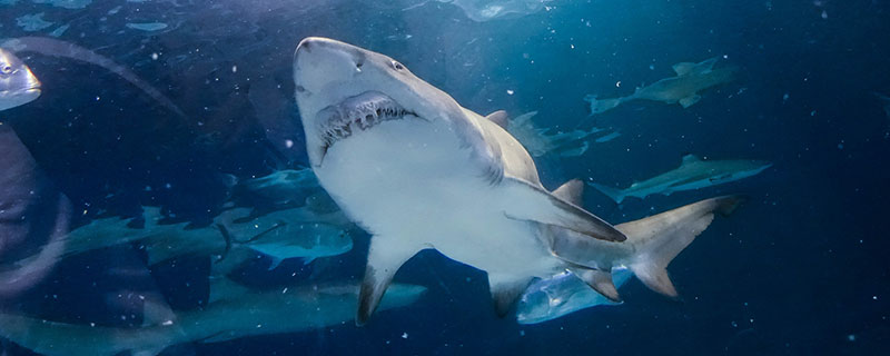 为什么鲨鱼怕海豚 鲨鱼为什么怕海豚虎鲸