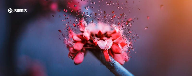 桃花的營養(yǎng)價值