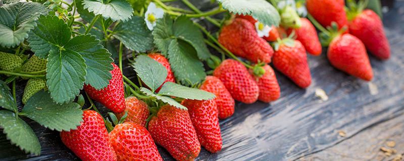 草莓上的小麻点是什么作用 草莓上的小麻点有什么作用