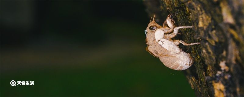 知了停止鳴叫是幾月