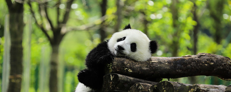 熊猫会冬眠的吗 熊猫会不会冬眠