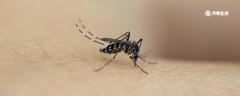 花蚊子和普通蚊子有什么区别