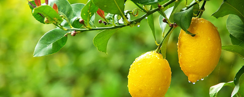 柠檬树的养殖方法和注意事项 柠檬树的养殖方法