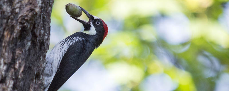 啄木鸟是几级保护动物 啄木鸟属于几级保护动物