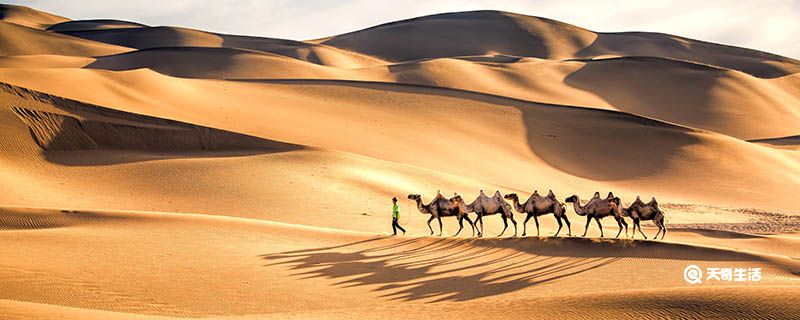 为什么说骆驼是沙漠之舟