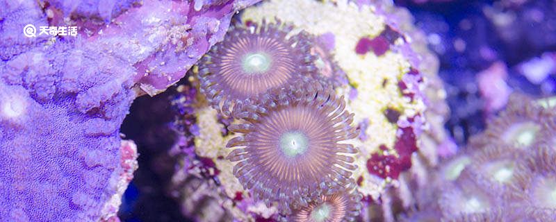 珊瑚虫为什么生长在温暖的浅水区