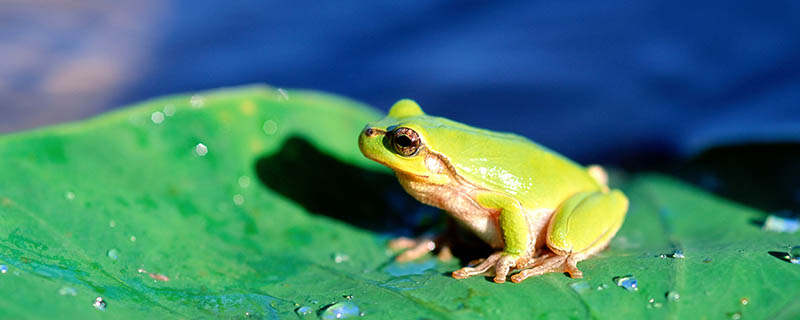 青蛙是什么发育 青蛙属于什么发育