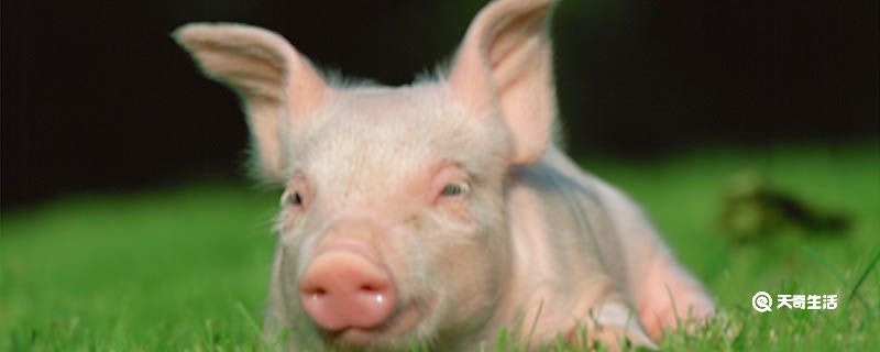 为什么猪喜欢拱泥土和墙壁