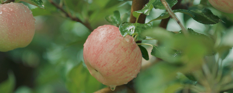 苹果成熟季节是什么时候 苹果是什么季节成熟