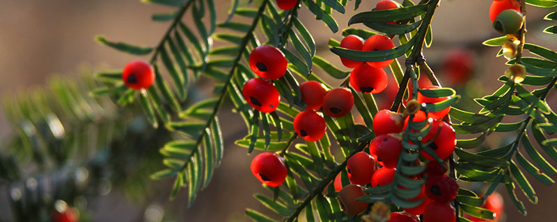 红豆杉快速扦插繁殖方法 红豆杉的养殖方法