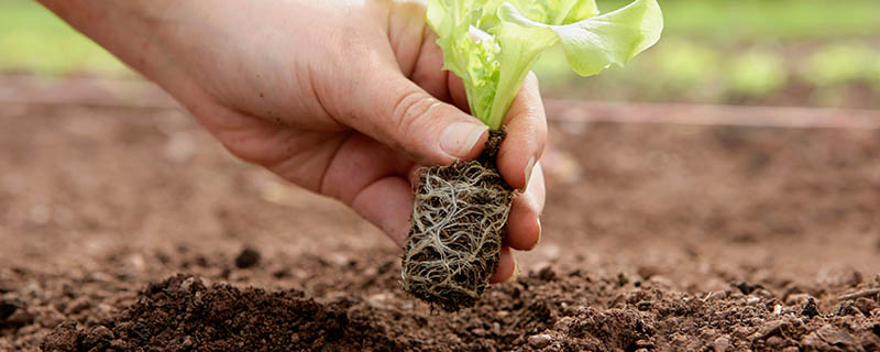 土壤里有什么成分 土壤的成分