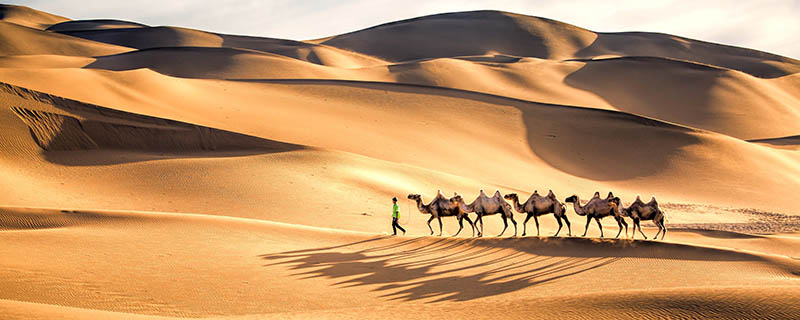 为什么说骆驼是沙漠之舟 骆驼是沙漠之舟的原因