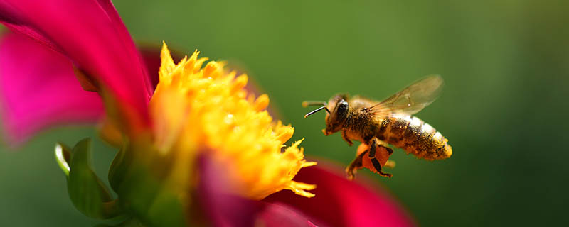 为什么蜂王寿命特别长 蜂王的寿命有多长时间