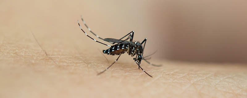 夏季如何防蚊子 蚊子什么时候活跃