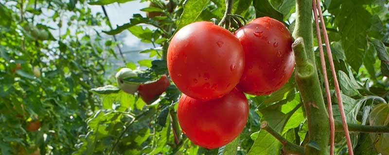 种植西红柿的方法 西红柿的种植方法
