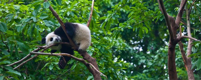大熊猫寿命是多少年 大熊猫的寿命一般是多少