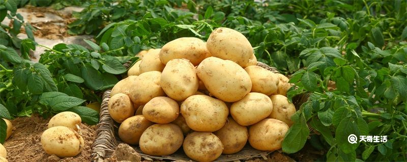 怎样保存土豆不易发芽