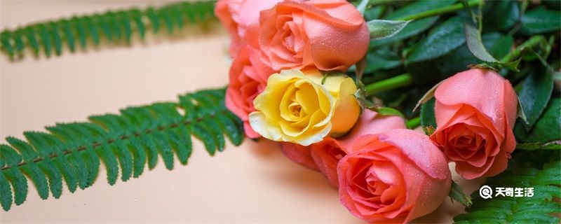 玫瑰花怎么保存成干花