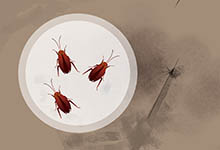 为什么房间里有蟑螂 蟑螂喜欢什么样的环境
