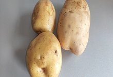 土豆长了一点点小芽可以吃吗 发芽的土豆可以吃吗