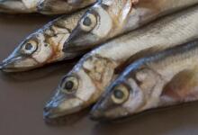 多春鱼的营养价值 多春鱼有哪些功效