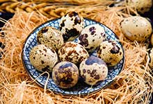 大量生鵪鶉蛋怎么儲存
