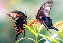 “蝴蝶效应”是什么意思 什么是“蝴蝶效应”