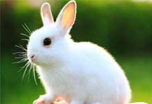 兔子怎么养 兔子养殖方法