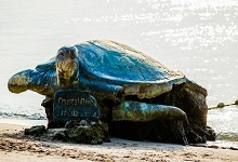 巴西龟怎么分公母 巴西龟区分公母的方法