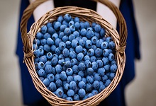 蓝莓放两天会变甜吗 蓝莓放两天会怎样